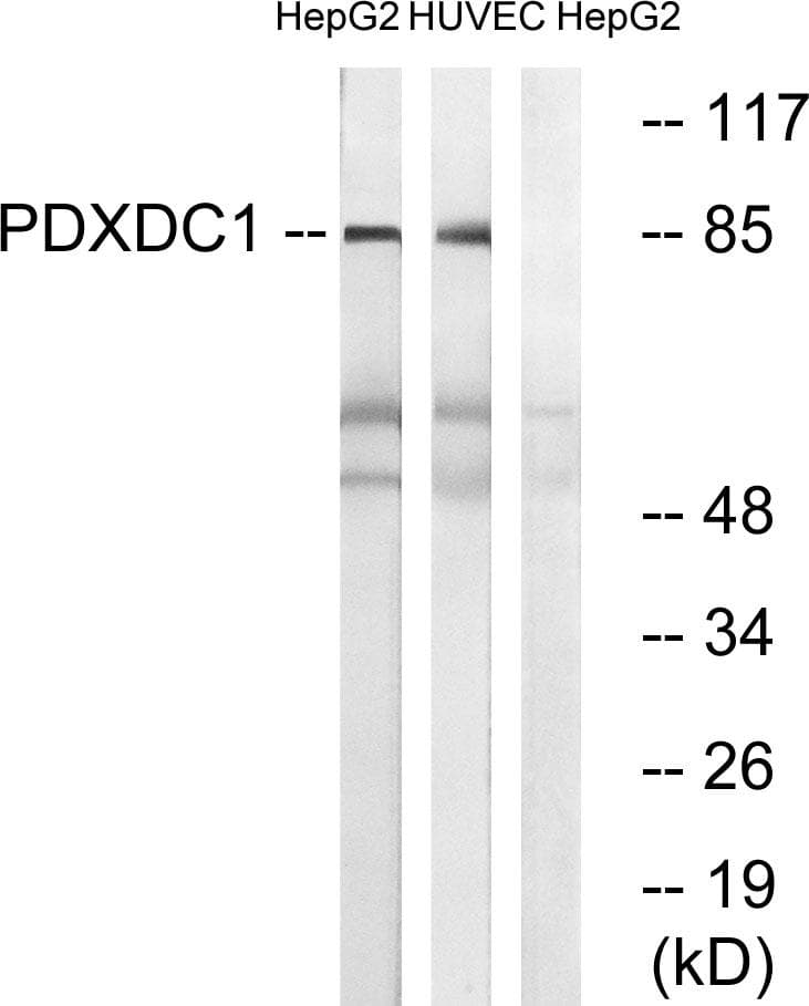 Polyclonal Rabbit anti-Human PDXDC1 Antibody (WB)