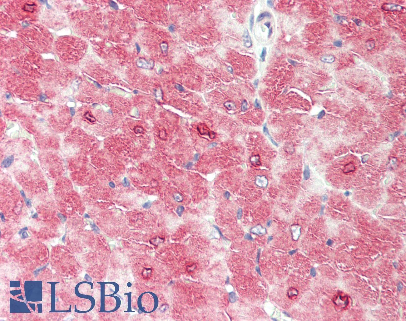IHC-plus™ Polyclonal Rabbit anti-Mouse TRAF6 Antibody (IHC, WB)