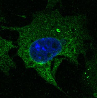 CD63 Antibody