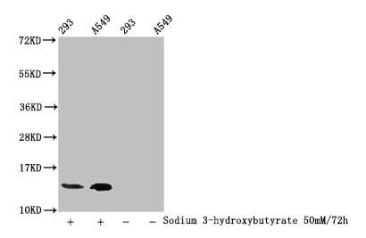 HIST1H2BN Antibody