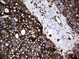 TMEM173 / STING Antibody (clone OTI4H1)