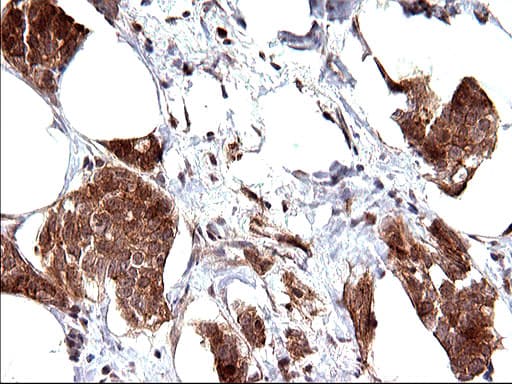 EMC8 / COX4NB Antibody (clone OTI1D6)