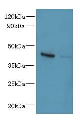 Polyclonal Rabbit anti-Human CHID1 Antibody (WB)