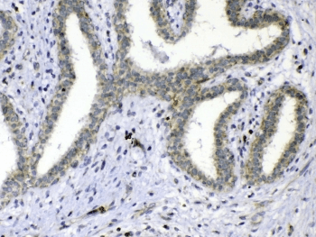 CDC20 Antibody