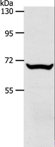 SLC33A1 Antibody