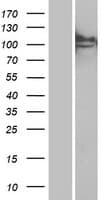 MAN2B1 / LAMAN Protein (Over-Expression Lysate Myc-DDK (Flag))