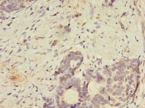 SPIRE2 Antibody (aa79-388, HRP)