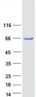 Human GGA2 Protein (Recombinant Myc-DDK (Flag))