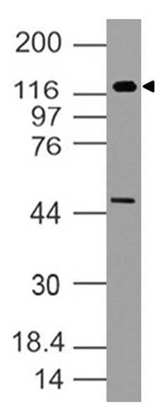 TLR5 Antibody