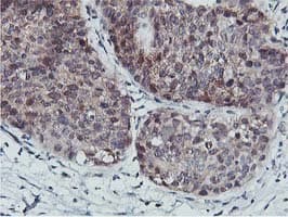COASY Antibody (clone OTI3B3)