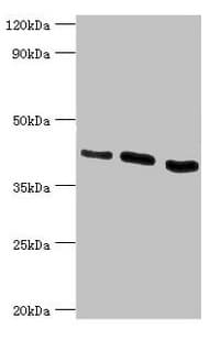 HTRA2 / OMI Antibody (aa334-458)