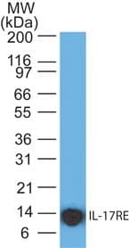 IL17RE Antibody (clone 46N8G7)