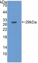 Fibulin-3 / EFEMP1 Antibody (aa258-493, Biotin)