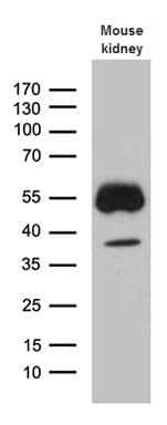 KLF7 Antibody (clone OTI7G1)