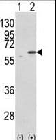 PDIA3 / ERp57 Antibody (aa446-475)