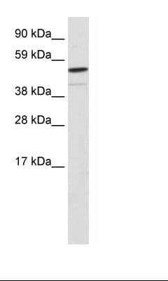 FOXI1 Antibody (aa221-270)