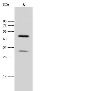 COMT Antibody (Preservative Free)