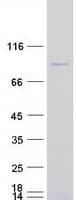 Human APLF / PALF Protein (Recombinant Myc-DDK (Flag))