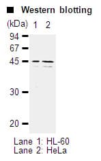 Monoclonal Mouse anti-Human CASP5 / Caspase 5 Antibody (clone 4F7, WB)