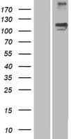 Human SEMA5A / Semaphorin 5A Protein (Over-Expression Lysate Myc-DDK (Flag))
