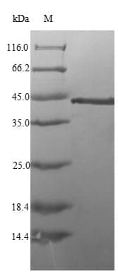 Bacillus subtilis murG Protein (Recombinant 6His, N-terminus)