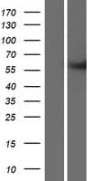METTL2B Protein (Over-Expression Lysate Myc-DDK (Flag))