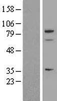 SPARCL1 / Hevin Protein (Over-Expression Lysate Myc-DDK (Flag))