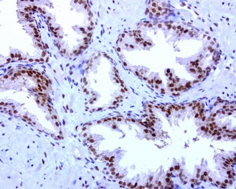C14orf166 Antibody (clone UMAB182)