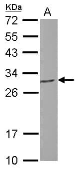 PGLS / 6PGL Antibody