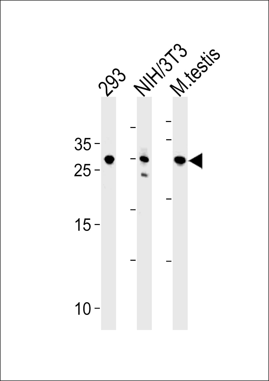 Polyclonal Rabbit anti-Human RNF166 Antibody (aa71-97, WB)