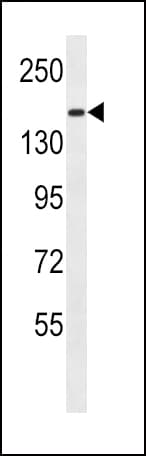 Polyclonal Rabbit anti-Human PCDH9 Antibody (aa1018-1046, WB)