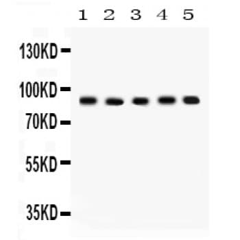 CUL1 / Cullin 1 Antibody (aa457-770)