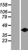 CNN2 Protein (Over-Expression Lysate Myc-DDK (Flag))