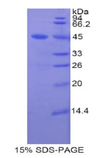 Rat LCN8 Protein (Recombinant His-GST)