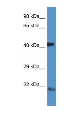 ARF Antibody (aa23-72)