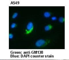 Polyclonal Rabbit anti-Human GOLGA2 / GM130 Antibody (WB)