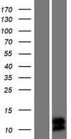 SPINK8 Protein (Over-Expression Lysate Myc-DDK (Flag))