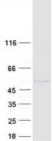 Human FUT1 / HSC Protein (Recombinant Myc-DDK (Flag))