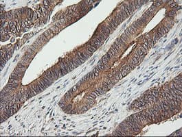 UBE2G2 Antibody (clone OTI1B10, Carrier-free)
