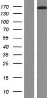 DCC Protein (Over-Expression Lysate Myc-DDK (Flag))