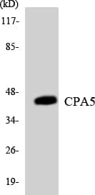 Carboxypeptidase A5 / CPA5 Antibody (aa85-134)