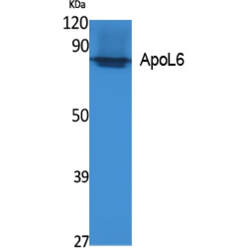 APOL6 / Apolipoprotein L 6 Antibody (240-320 aa, C-terminal)