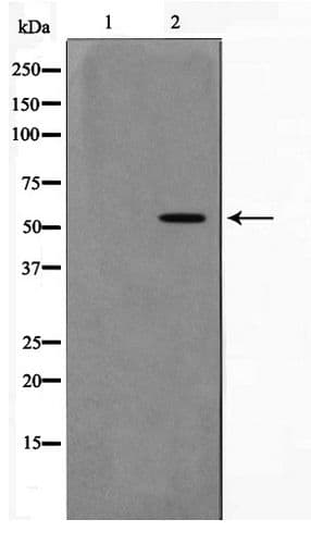 AKT1 Antibody