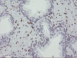 RBPMS / Hermes Antibody (clone OTI3B7)