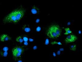 SQSTM1 Antibody (clone OTI4A12, Carrier-free)