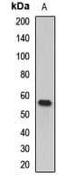 FGR Antibody