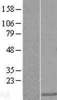 LSM5 Protein (Over-Expression Lysate Myc-DDK (Flag))