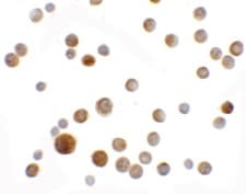 IHC-plus™ SLC35D2 Antibody
