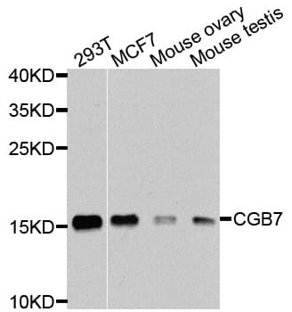CGB7 Antibody