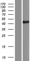 BACE1 / BACE Protein (Over-Expression Lysate Myc-DDK (Flag))